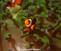 Clownfish by Elizabeth Ehrlich 